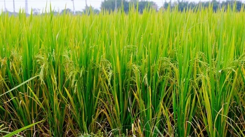 Paddy field Stock Footage 81931153