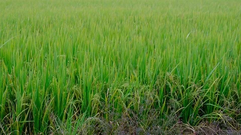 Paddy field Stock Footage 81931223
