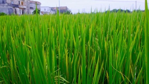 Paddy field Stock Footage 81931230