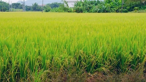 Paddy field Stock Footage 81931258