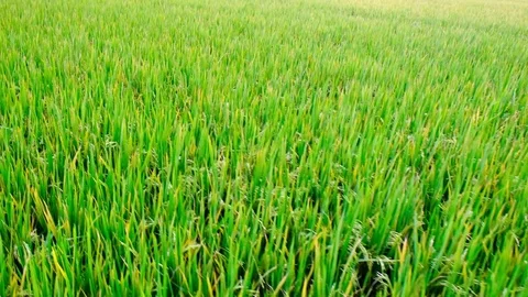 Paddy field Stock Footage 81931265