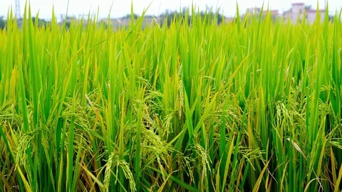 Paddy field Stock Footage 81931316