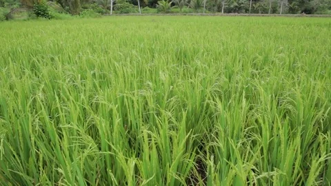 Paddy Field Stock Footage 81938266