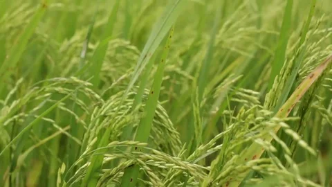 Paddy Field Stock Footage 81938270