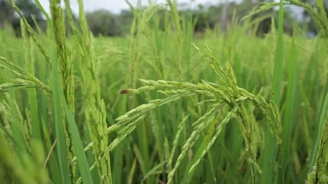 Paddy Field Video stock 81938280
