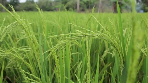 Paddy Field Stock Footage 81938310