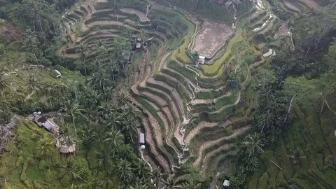 Paddy field Stock Footage