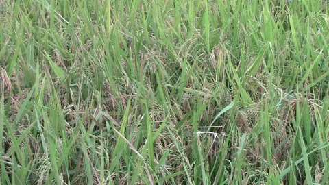 Paddy field Video stock 107596521