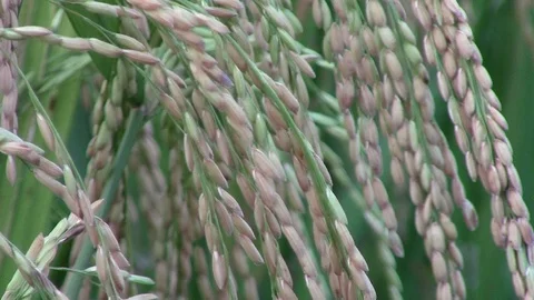 Paddy field Video stock 107599683