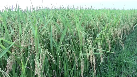 Paddy field Video stock 107599834