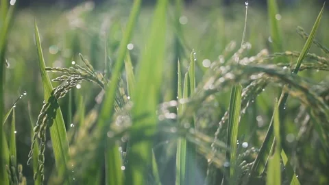 Paddy field 動画素材 145246739