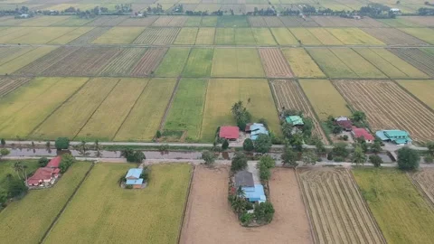 Paddy Field Stock Footage 146168029