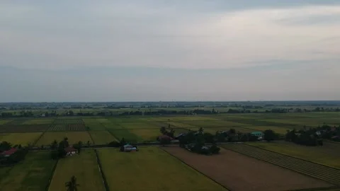 Paddy Field Stock Footage 146170011