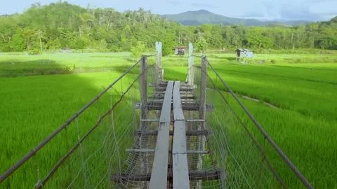 Paddy field Stock Footage 146349924