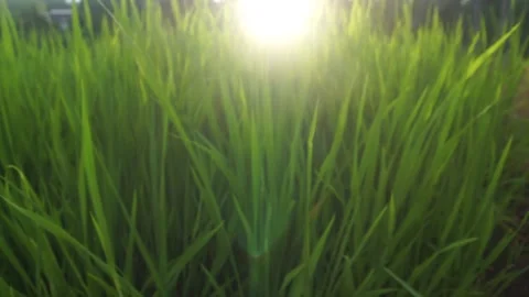 Paddy field Stock Footage 146349988