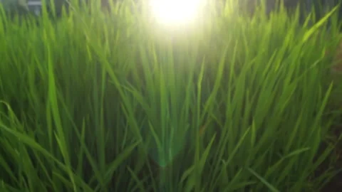 Paddy field Stock Footage 146350007