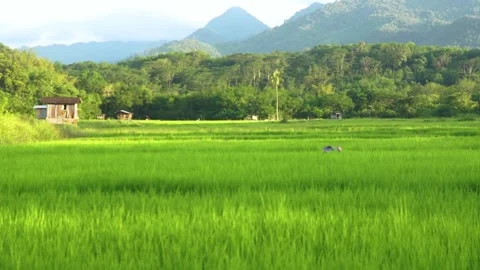 Paddy field Stock Footage 146350022