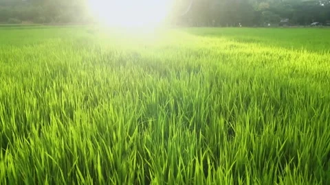 Paddy field Stock Footage 146350060
