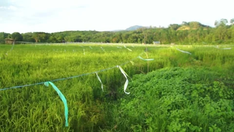 Paddy field Stock Footage 146350124
