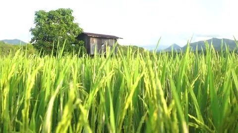 Paddy field Stock Footage 146350134