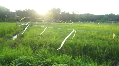 Paddy field Stock Footage 146350150