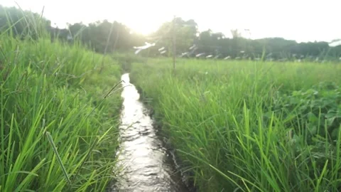Paddy field Stock Footage 146350173