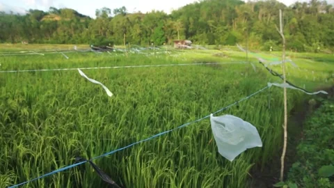Paddy field Stock Footage 146350194
