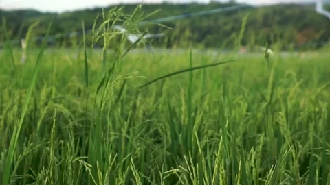 Paddy field Stock Footage 146350233