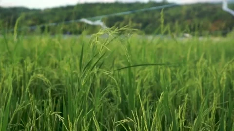 Paddy field Stock Footage 146350242