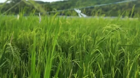 Paddy field Stock Footage 146350284
