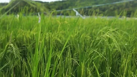 Paddy field Stock Footage 146350295