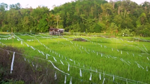 Paddy field Stock Footage 146350320