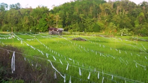 Paddy field Stock Footage 146350332