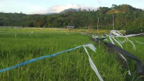 Paddy field Stock Footage 146350356