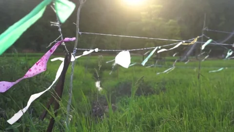Paddy field Stock Footage 146350393