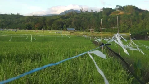 Paddy field Stock Footage 146350413