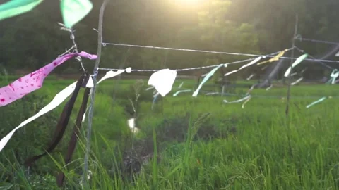 Paddy field Stock Footage 146350434