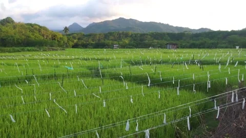 Paddy field Stock Footage 146350465