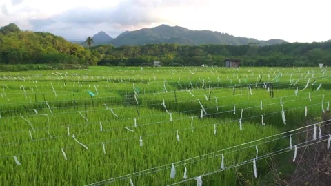 Paddy field Stock Footage 146350484