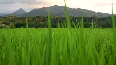 Paddy field Stock Footage 146350509
