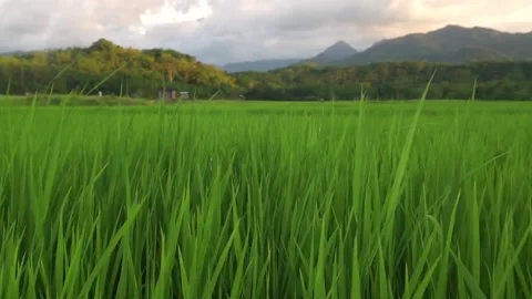 Paddy field Stock Footage 146350517