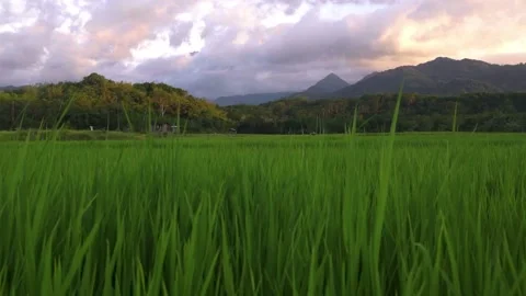 Paddy field Stock Footage 146350520