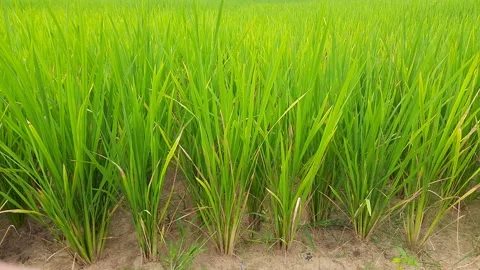 Paddy field. Stock Footage 150089267