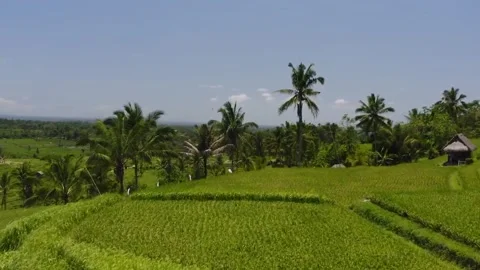 Paddy field Stock Footage 172301637