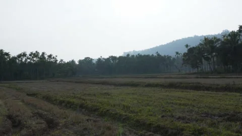 Paddy Field Stock Footage 230977839