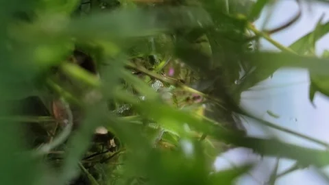 Paddy field 動画素材 233758545