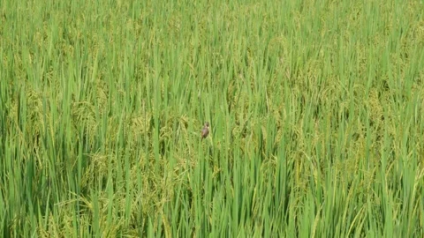 Paddy field Video stock 291233650