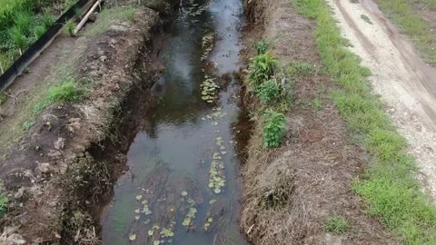 Paddy field Video stock 302151470