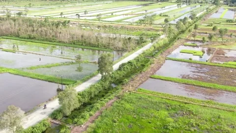 Paddy field Video stock 302151490