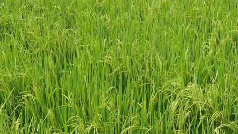 Paddy field Video stock 302152133